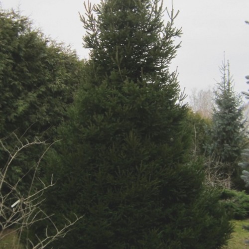Picea abies 'Põhjarannik' - Harilik kuusk 'Põhjarannik' C2/2L